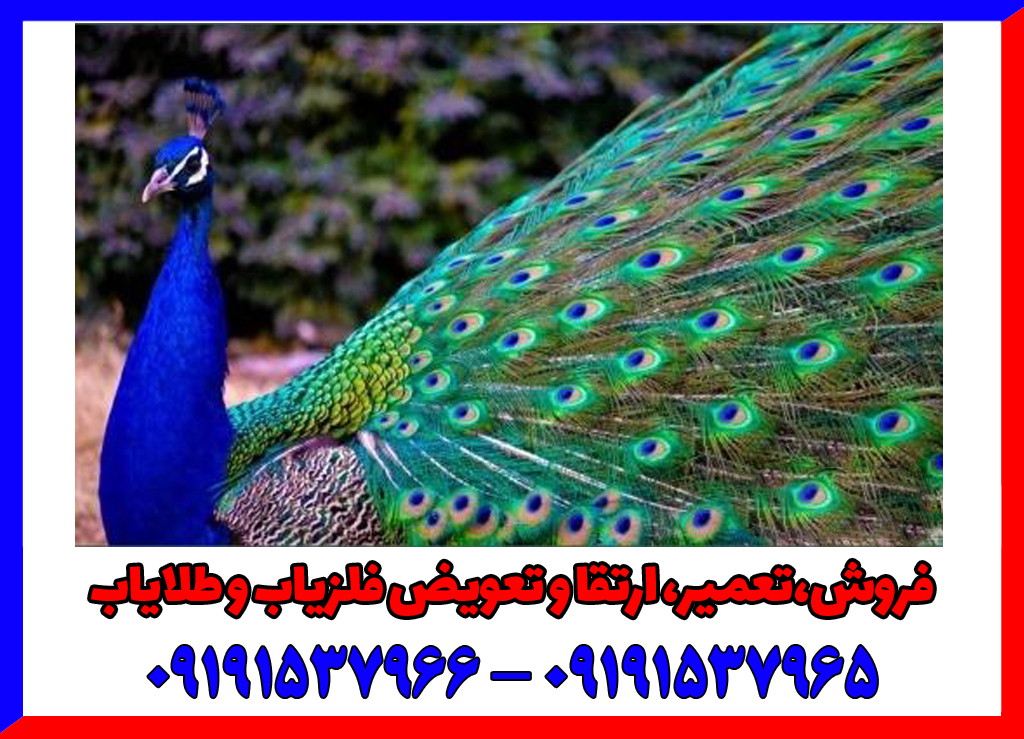 نشانه طاووس در گنج یابی