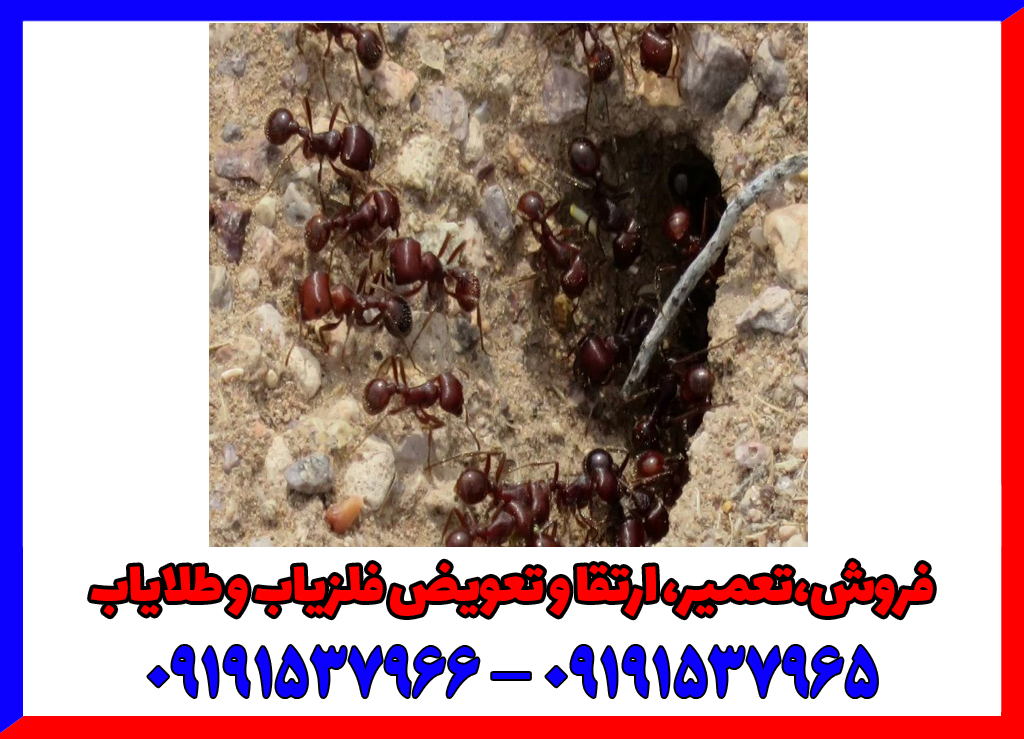 نقش مورچه در گنج یابی