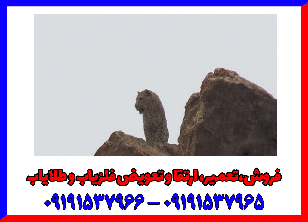 نماد پلنگ در دفینه یابی